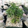 Photo for Indoor Cactus Plants