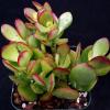 Photo for Order Succulents Online