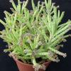 Photo for Cactus Identification