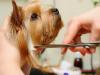 Photo for Pitties To Poodles Dog Grooming Spa