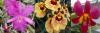 Photo for Orchid Plant Online Purchase India