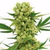 Photo for Frosted Herb - Marijuana Online Dispensary