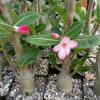 Photo for Succulent Plants