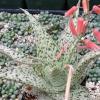 Photo for Unusual Cacti and Succulents