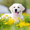 Photo for Adventure Paws - Alternate To Dog Day Care