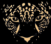 Photo for IFA Amotekun inc