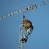 Photo for Antenna Point Installation Brisbane