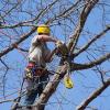 Photo for Covington Tree Removal - Acadian Tree Removal and Stump Services,LLC