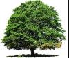 Photo for Trinity Tree Service Baton Rouge