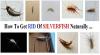 Photo for HOW TO GET RID OF SILVERFISH NATURALLY?