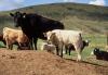 Photo for Bovine Respiratory Disease Treatment Market, By Disease Type, Drug Type, – Global Industry Insights, Trends, Outlook, and Opportunity Analysis, 2018-2026