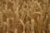Photo for Wheat Protein Market Study 2018