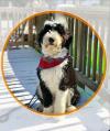 Photo for F1B Micro Sheepadoodles For Sale Eckert | Open Range Pups