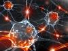 Photo for human nervous cells