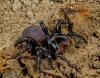 Photo for Az Dead Pest Control