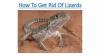 Photo for HOW TO GET RID OF THE LIZARD?
