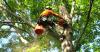 Photo for Devid tree services comapany