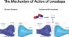Photo for Levodopa Market Adopts Innovation to Stay Competitive Forecast 2026