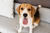 Photo for Northern Unique Kennels LLC