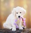 Photo for mini teddy bear doodles