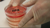 Photo for Plant-based Biologics Market : Consumption, Revenue, Applications