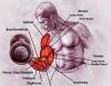 Photo for Biceps Exercises for Beginners - Endura Gym Supplements