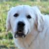 Photo for Here is some good news for the dog lovers; blonde golden retriever puppies for sale!