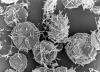 Photo for White Biotechnology Market Size and Share Analysis Forecast 2018-2025