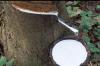 Photo for Natural Rubber Market Outlook, Industry Size and Share, Comprehensive Analysis to 2025