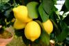 Photo for Citrus Flavors Market – Size, Share, Outlook, and Opportunity Analysis, 2018 – 2025