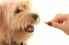 Photo for Animal Parasiticides Market Upcoming Scope, Competitive Strategies, Types, Applications, Drivers, Challenges, Opportunities, Revenue & Forecast 2024