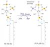Photo for IF protocol-Cultured Cell
