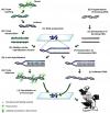 Photo for B Cell Differentiation