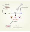Photo for Neuroinflammaton pathway