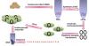 Photo for Standard cDNA Library