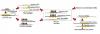 Photo for Subtractive cDNA Library