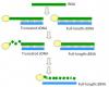 Photo for Full Length cDNA Library