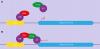 Photo for Yeast Two hybrid cDNA Library
