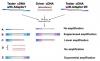 Photo for SSH cDNA Library