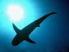 Photo for Shark Week