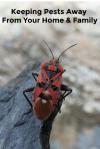 Photo for How to prevent your home from the attack of pest?
