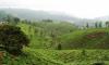 Photo for Did You Add Ooty in Your Itinerary?