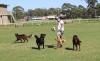 Photo for Pet Solution Northern Beaches PTY LTD