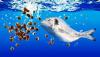 Photo for Aquafeed Market Size, Analysis - Industry Trends Report 2025