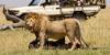Photo for Masai Mara Safari Tours