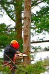 Photo for Blades of Green Tree Services and Landscaping