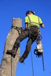 Photo for Georgia Tree Pro