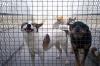 Photo for Tips to Calm your Dog Down with the Fireworks this Canada Day