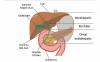Photo for Cholestasis Treatment Market - Global Industry Insights, Trends, Outlook, and Opportunity Analysis, 2018-2026