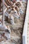 Photo for Animal Feed Market | Boom $96.5 Bn 2025 | CAGR 4.75%